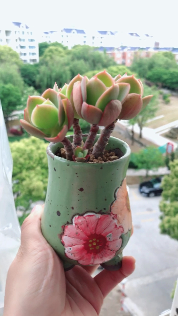 柠檬卷