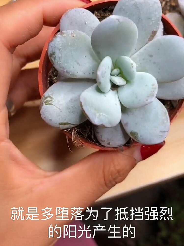 #养花#多肉叶片上一层粉末的用处