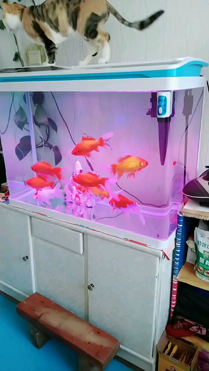 小猫和小鱼