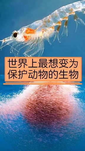 #搞笑视频#对于这个虾,你们有什么想说的吗[左捂脸]