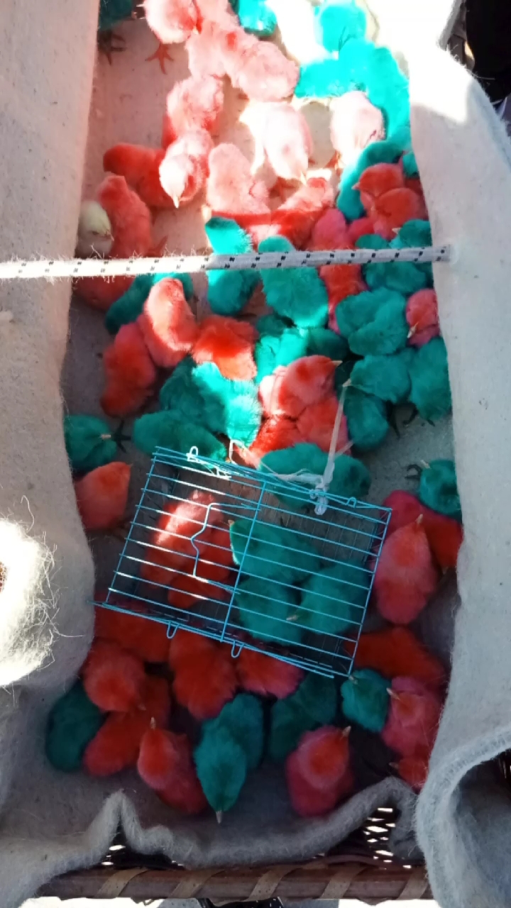 可爱的小鸡仔