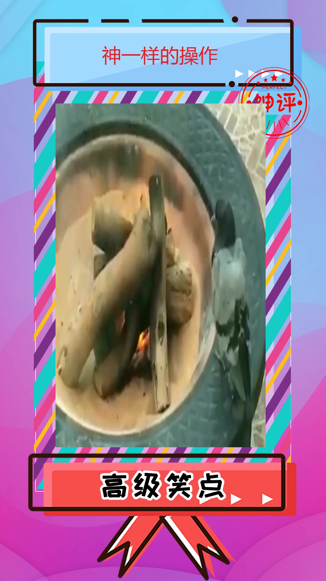 #我要上热门#终于知道为什么我家的狗子越来越傻了,原来是跟它学的,不说了吃鸽子肉去!