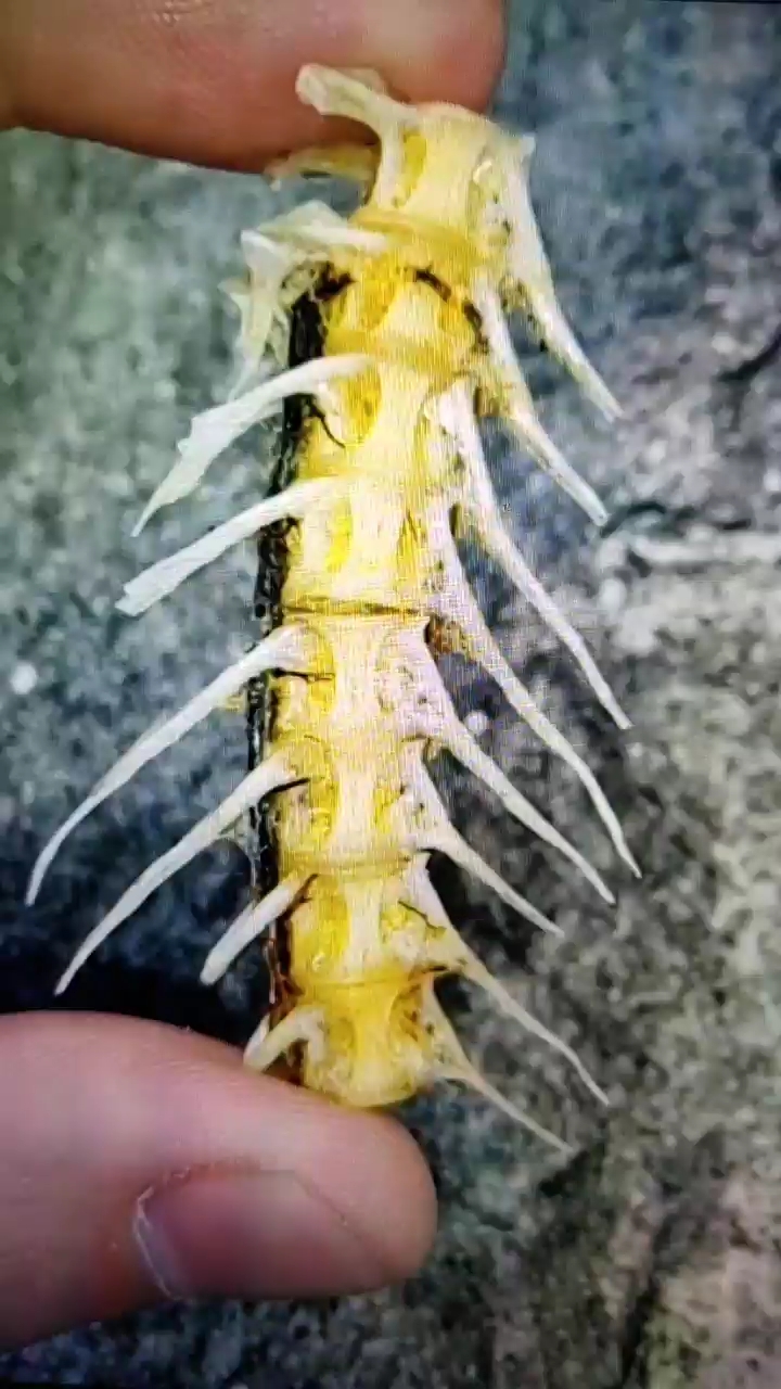 鱼翅卡喉咙一招解决 