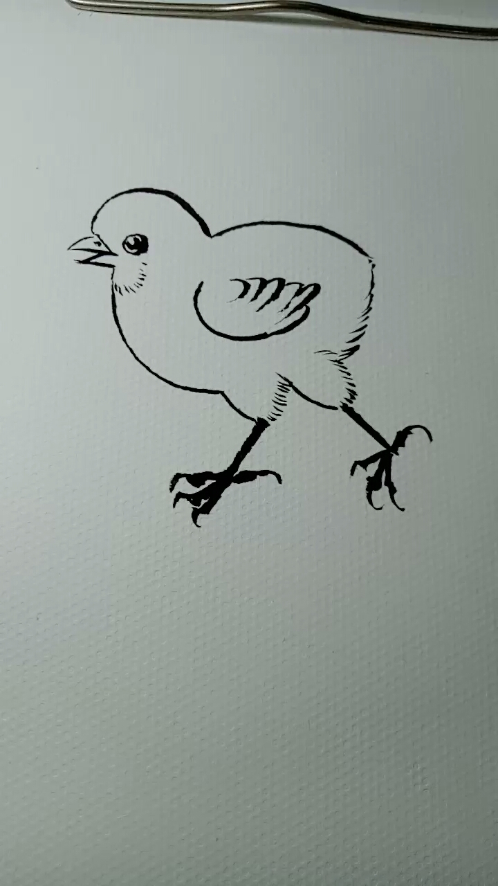 #画画原来如此简单#简单白描小鸡画法,一学就会画