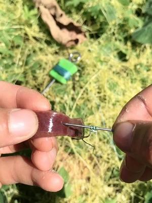 钓水鱼,也叫团鱼#钓鱼