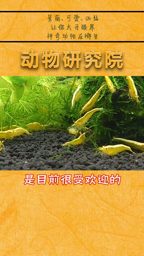 黄金虾了解下,要不要考虑油炸它哈哈!
