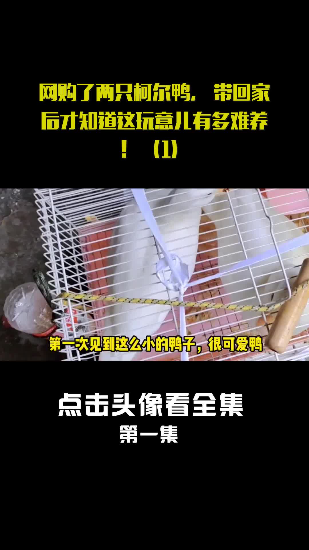 网购了两只柯尔鸭,带回家后才知道这玩意儿有多难养!(1)