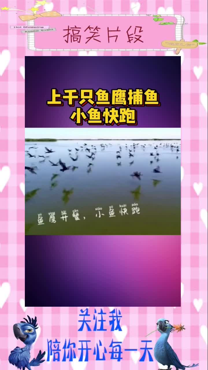 上千只鱼鹰捕鱼,场面震撼!,搞笑视频