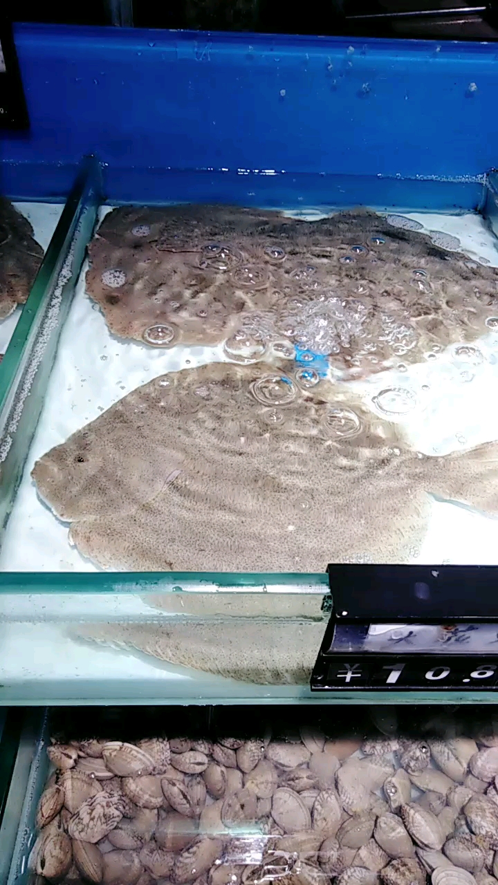 多宝鱼和娃娃鱼,猜猜哪个是多宝鱼,哪个是娃娃鱼