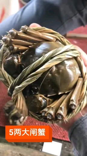 #咱家的丰收季#给你们看看5两的大闸蟹有多大