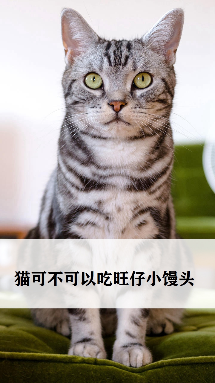 普及动物小知识,猫可以吃旺仔小馒头吗