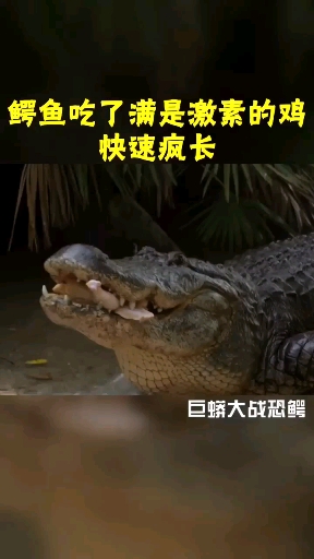 鳄鱼吃了满是激素的鸡肉,快速疯长,直接猛长好几倍!