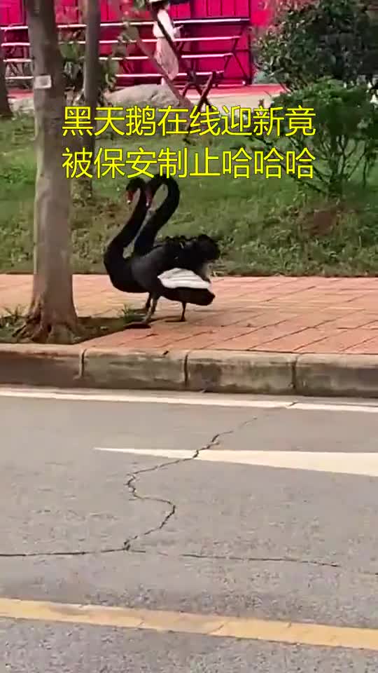 #每日逗你笑#黑天鹅在线迎新竟被保安制止哈哈哈