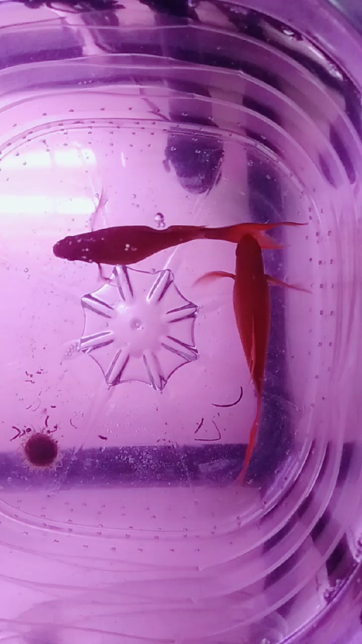 录的时候期待它们下崽,再仔细看孔雀鱼全红真下了