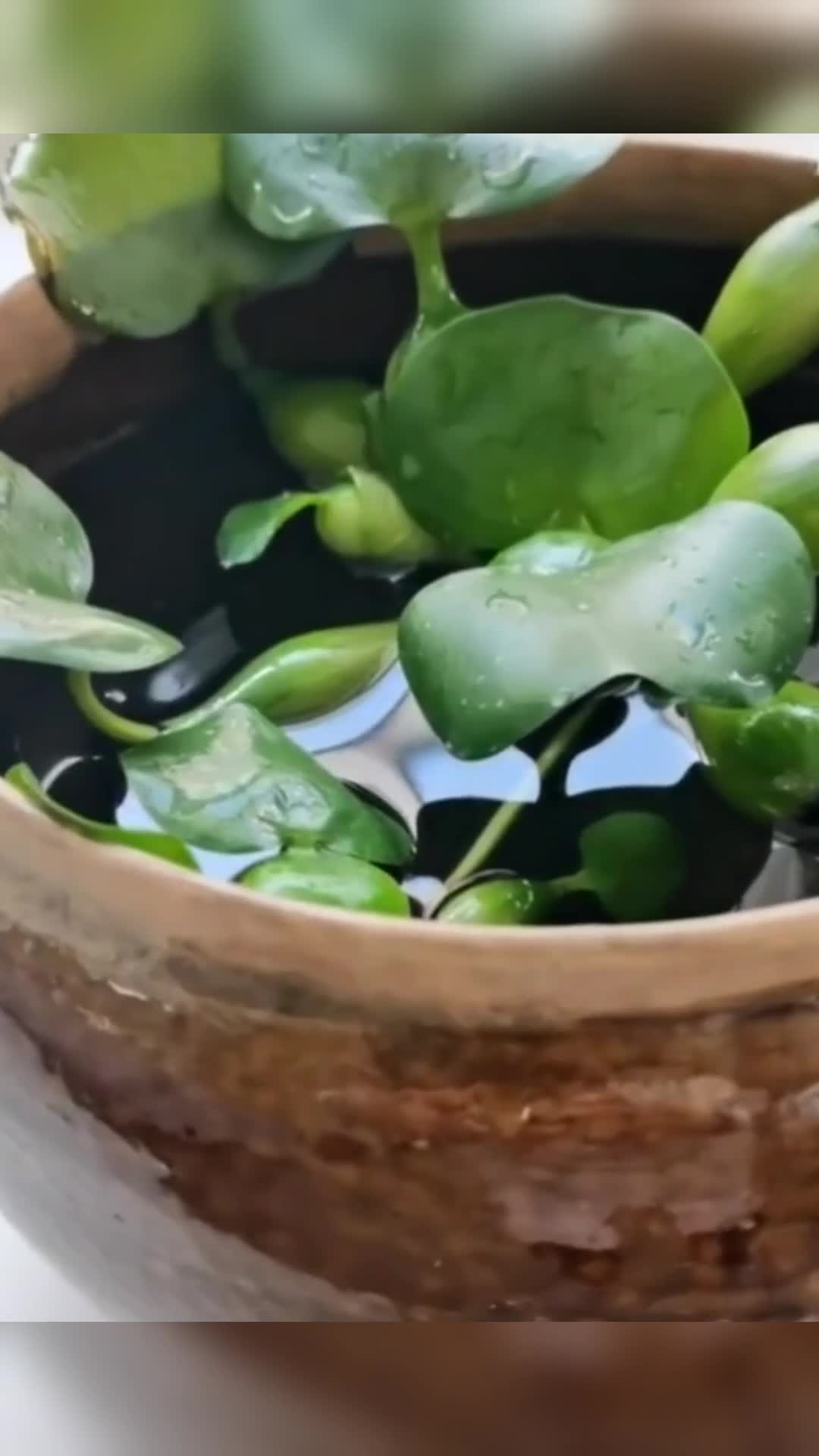 老家拿来的猪油罐子,清洗干净种上水葫芦,就成了有趣的盆景!
