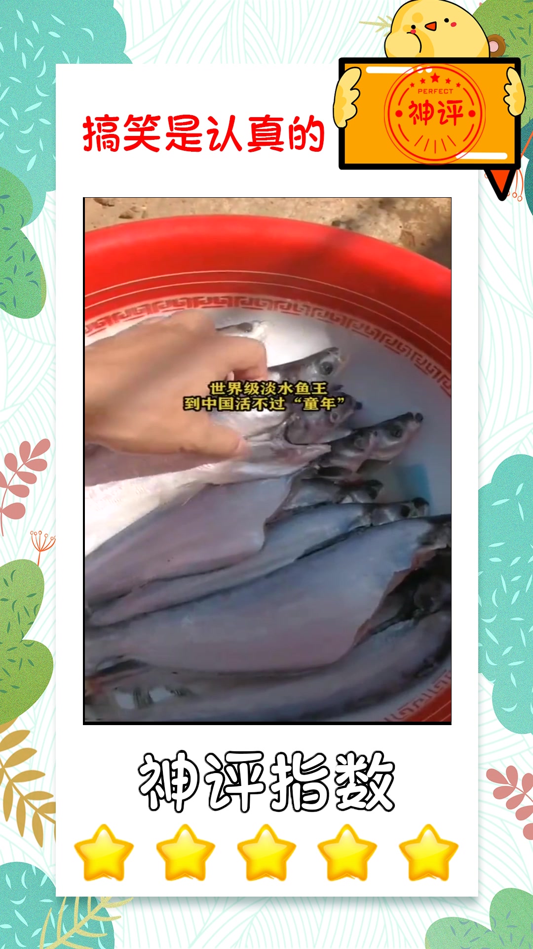 #搞笑段子#世界级淡水鱼王,到中国活不过“童年”