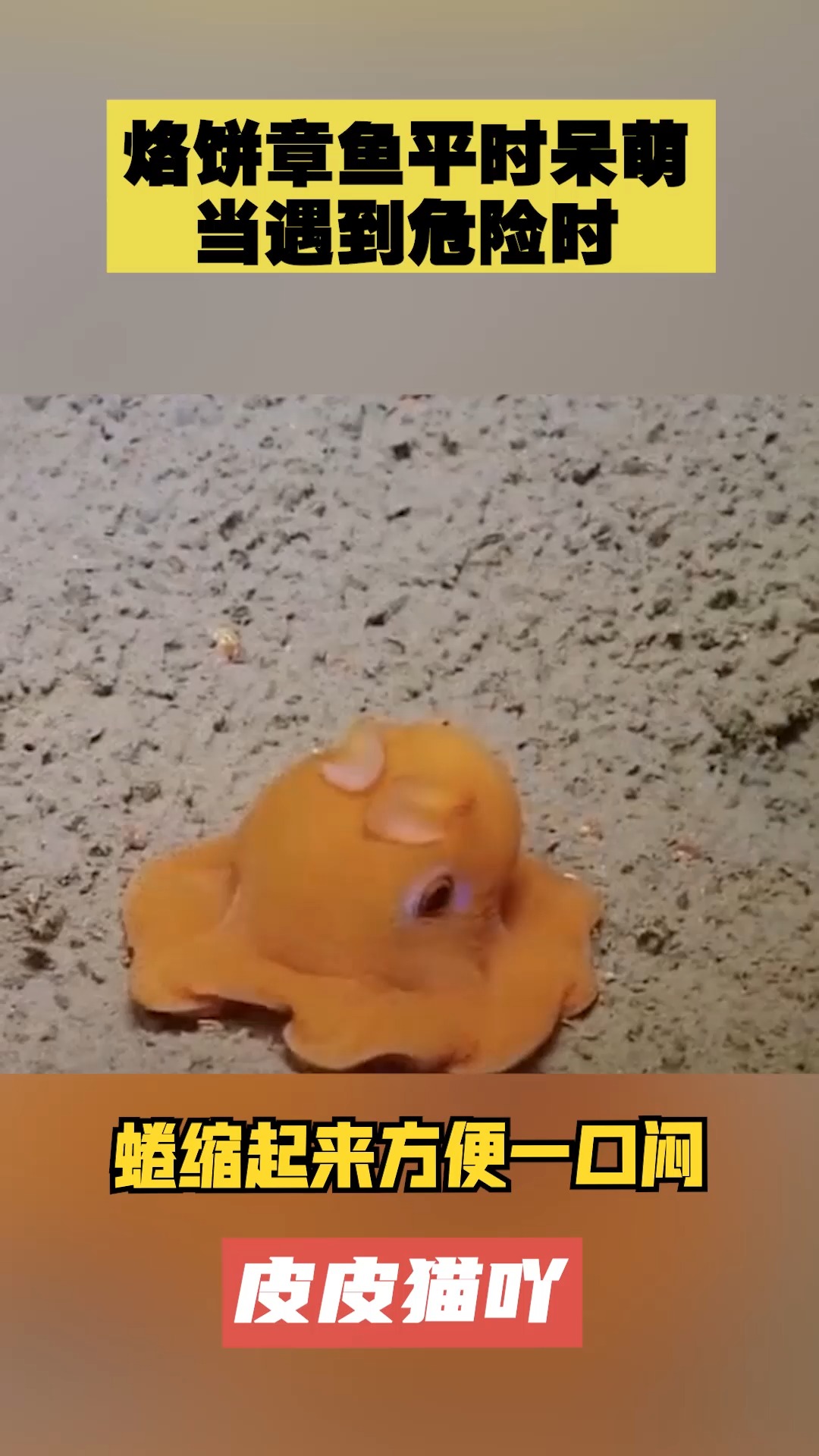 #我要上热门#烙饼章鱼平时呆萌,当遇到危险时