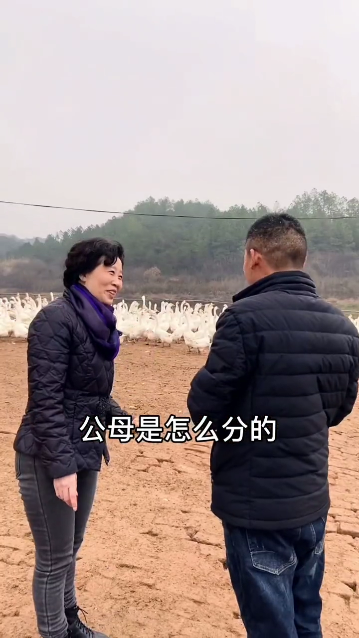 鹅怎么分公母?看视频教你如何分辨。