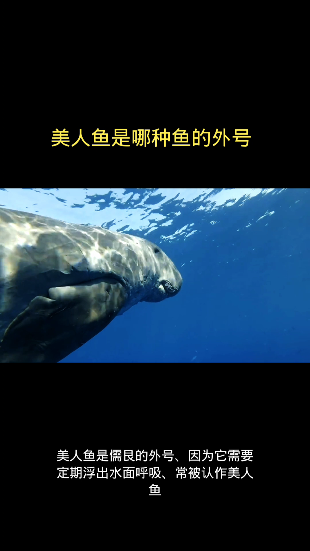 美人鱼是哪种鱼的外号
