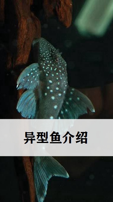 走进水生鱼类的秘密世界,异型鱼介绍