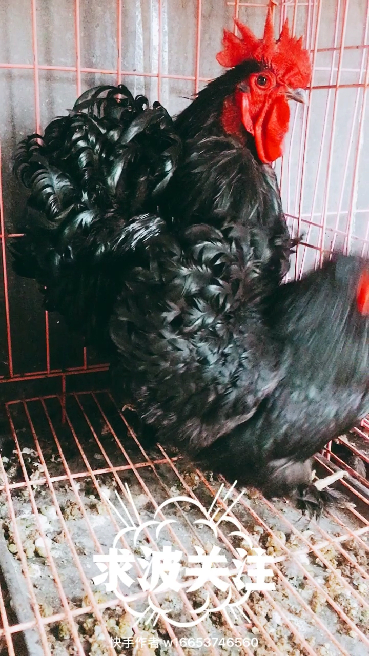 漂亮的绣球观赏鸡