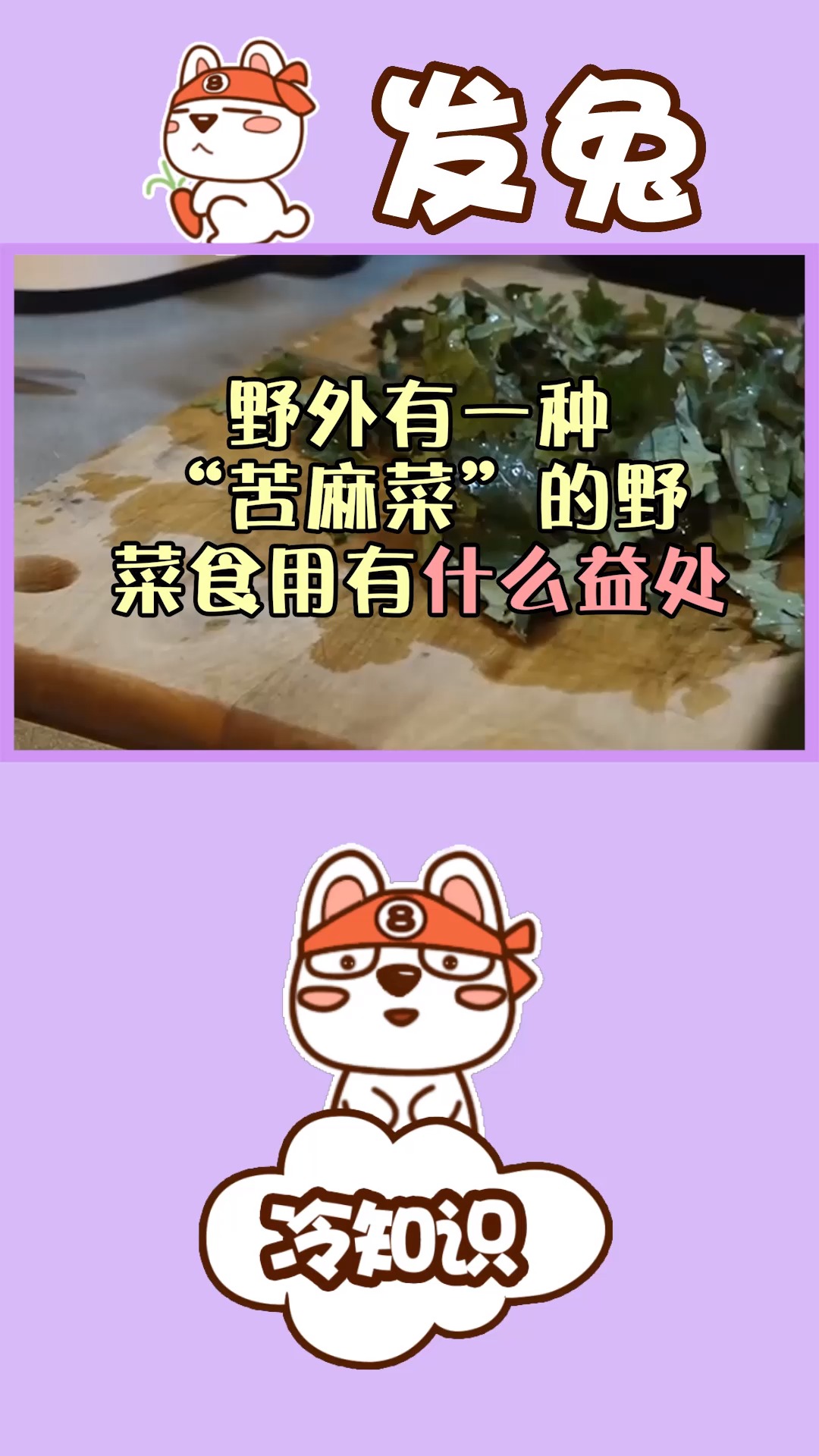 野外有一种“苦麻菜”的野菜,食用有什么益处?