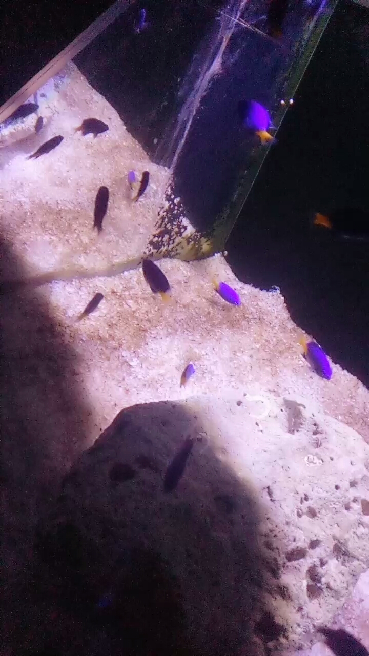 黄尾蓝魔是变色高手,在珊瑚中隐藏时为蓝色,遇到威胁可由深蓝色变为鲜艳的亮蓝色!
