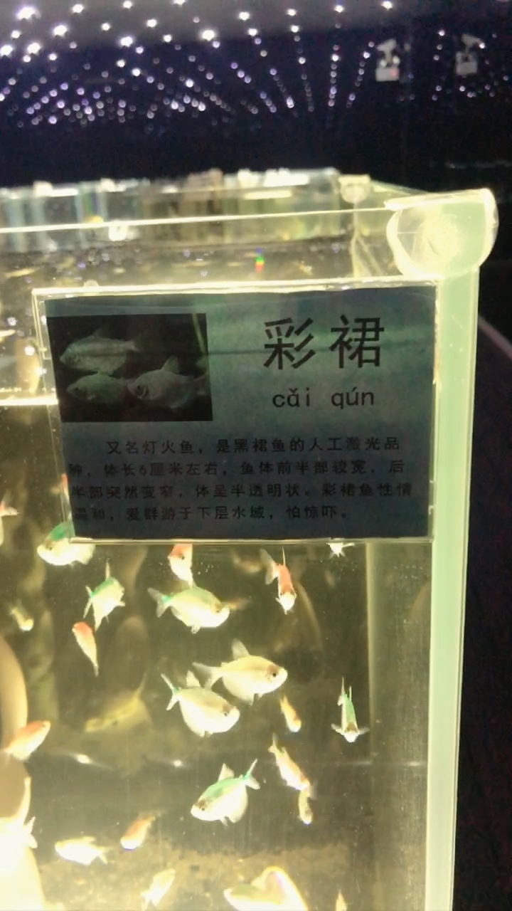 彩裙鱼