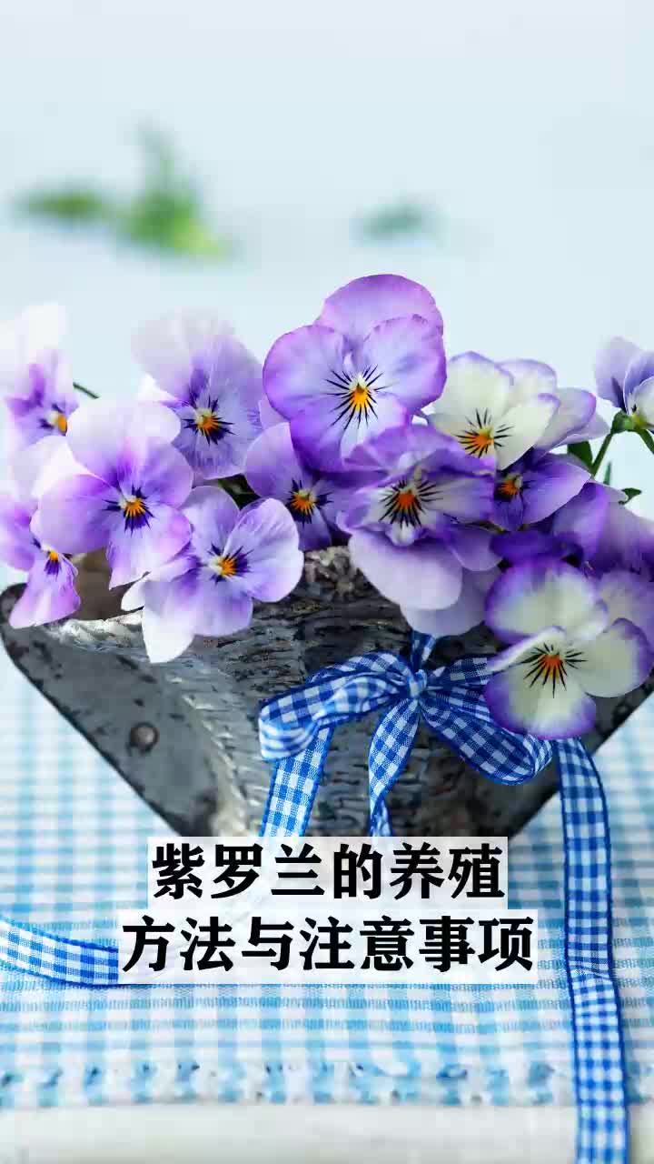 紫罗兰的养殖方法与注意事项