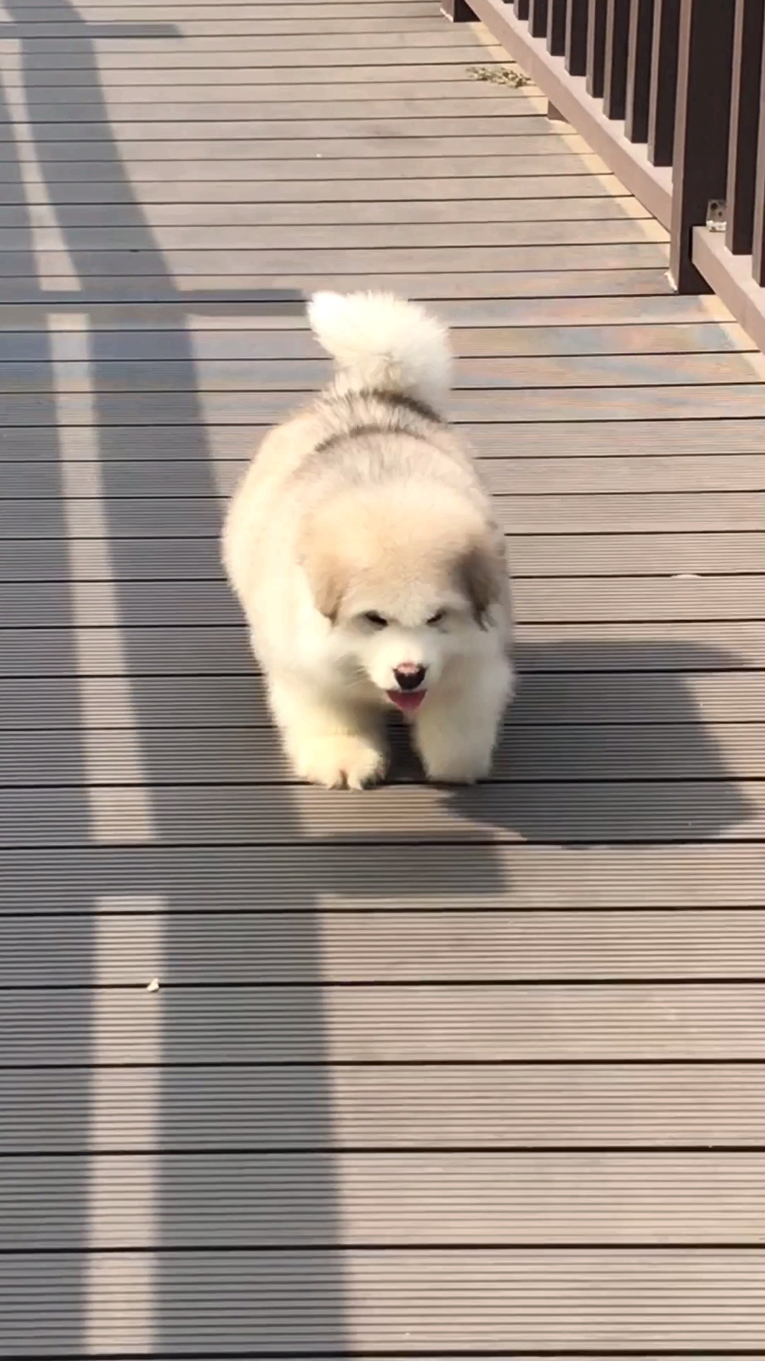 #可爱到爆了#奔跑中的肉丸子