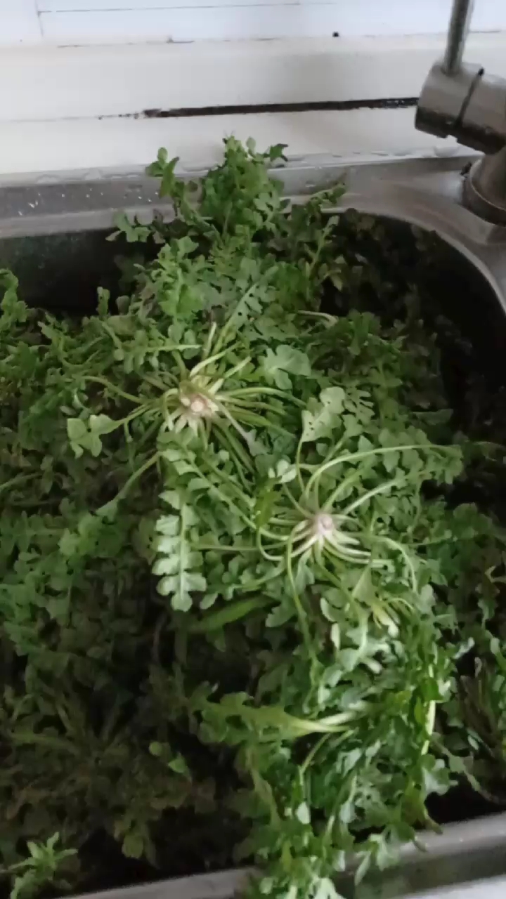 荠荠菜饺子美味