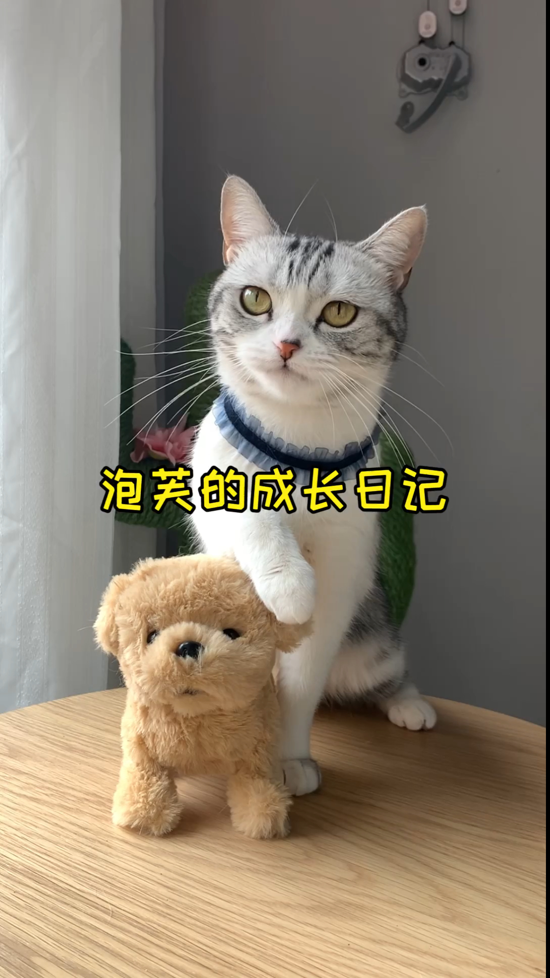 #家有猫咪#来看看小时候的芙芙吧