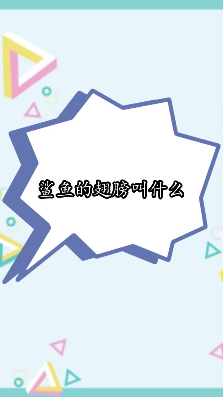 鲨鱼的翅膀叫什么,你学会了吗