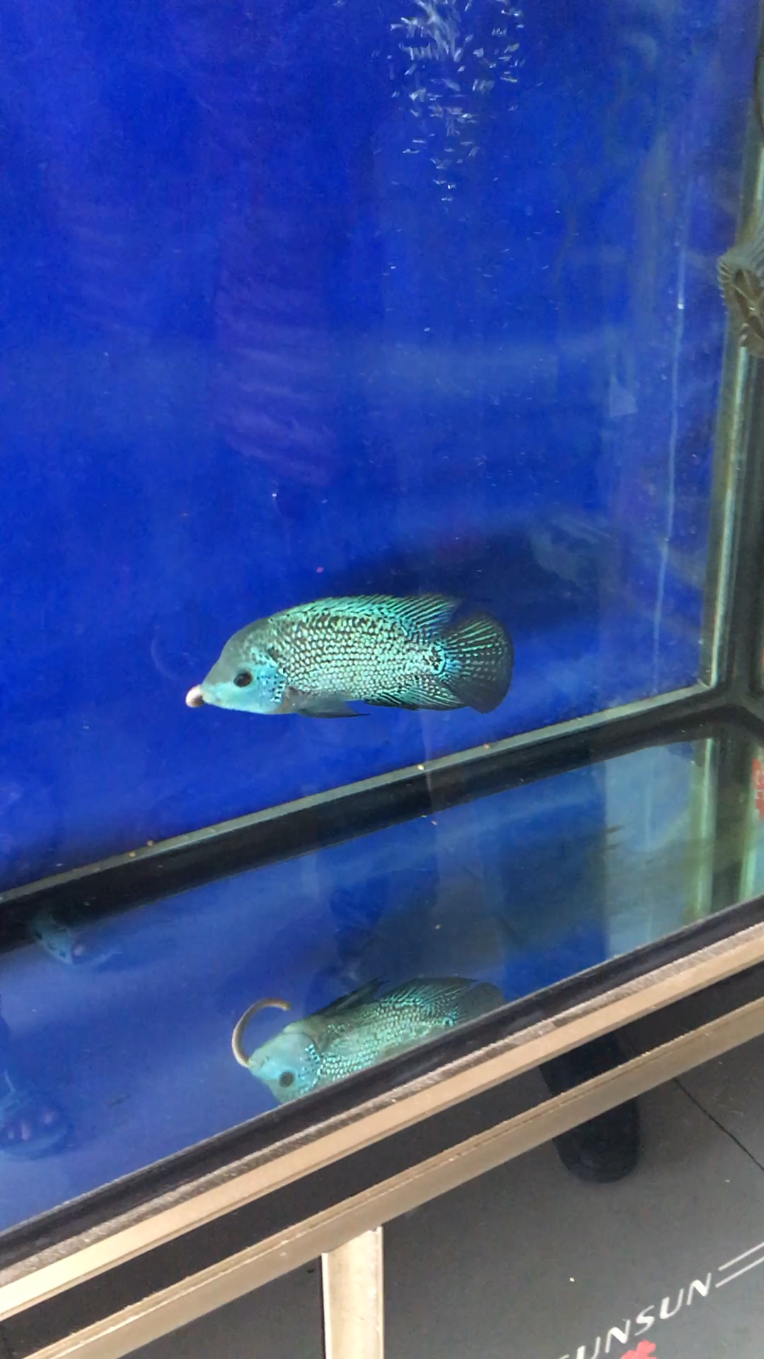 过年开荤了