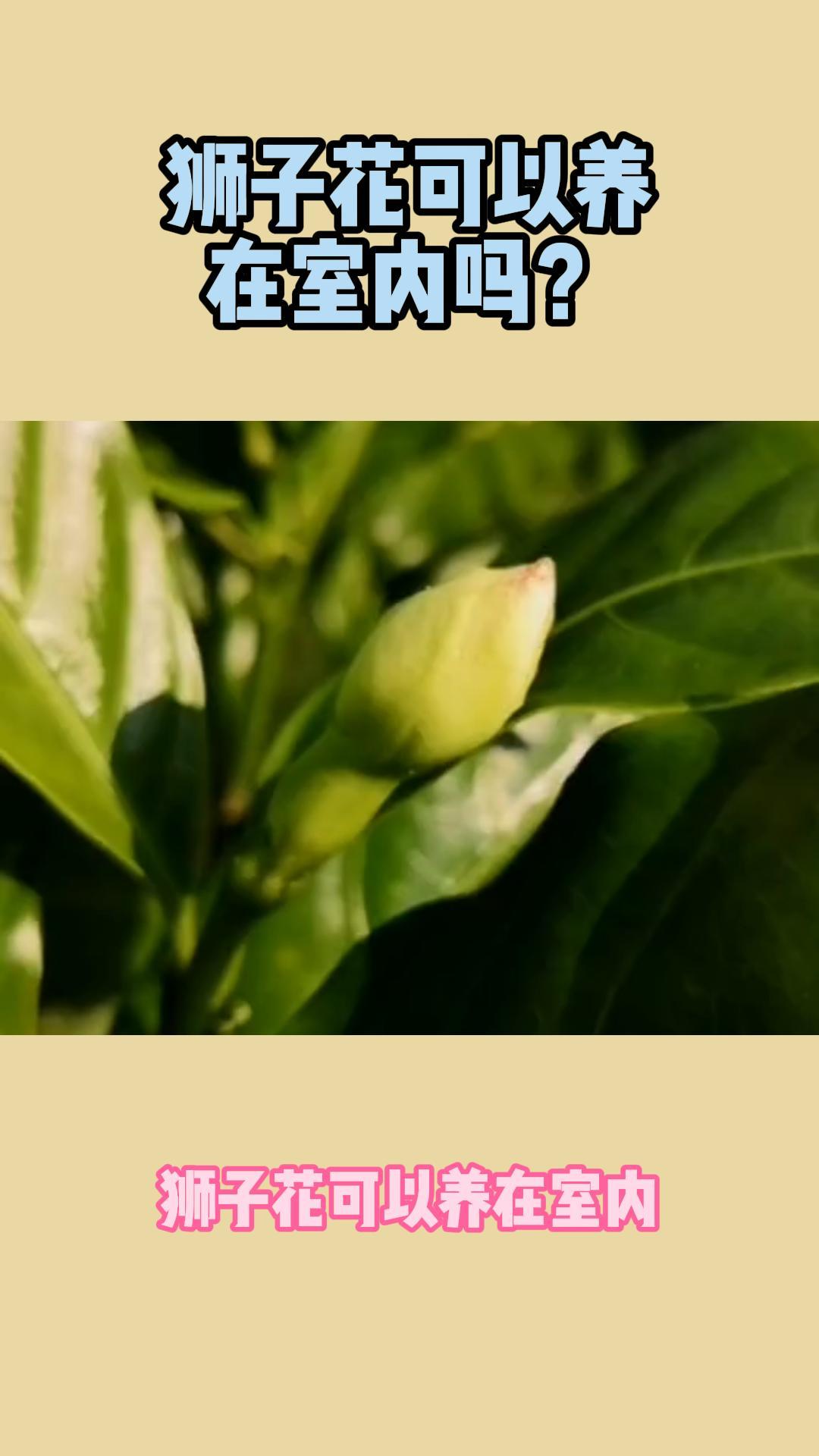狮子花可以养在室内吗?