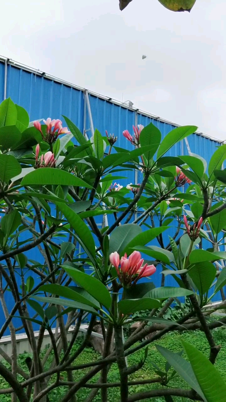 漂亮的粉红色鸡蛋花