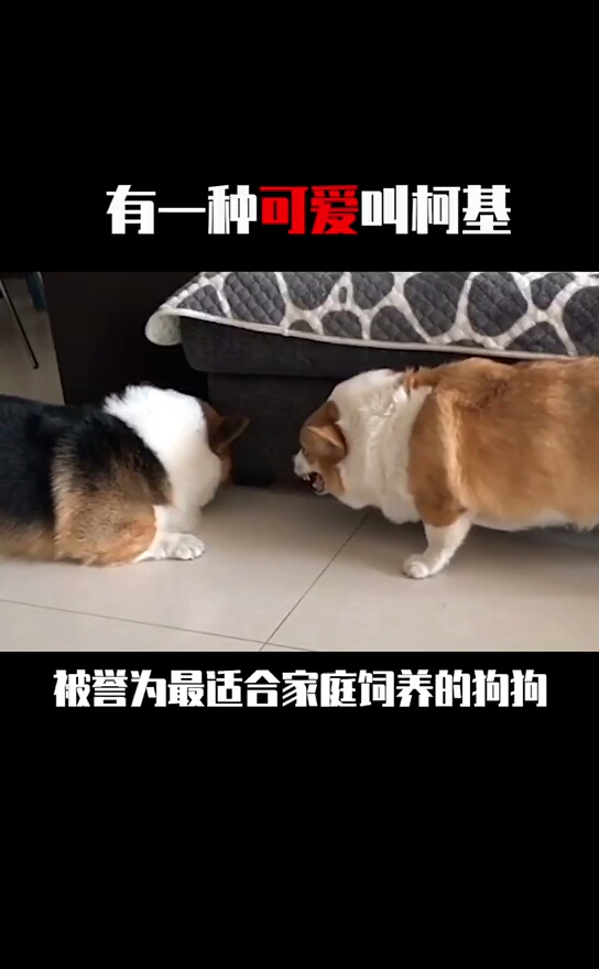#搞笑萌宠#你喜欢柯基吗?