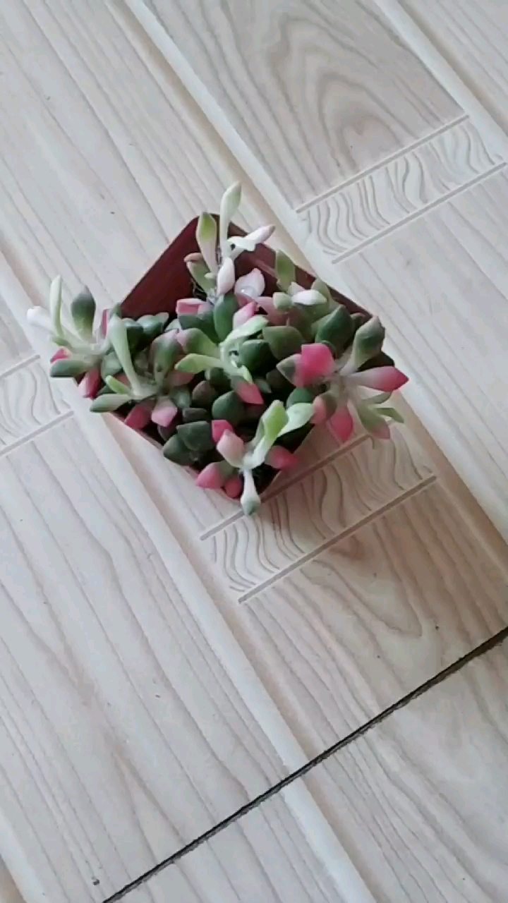 俺养了花怎么样呀!