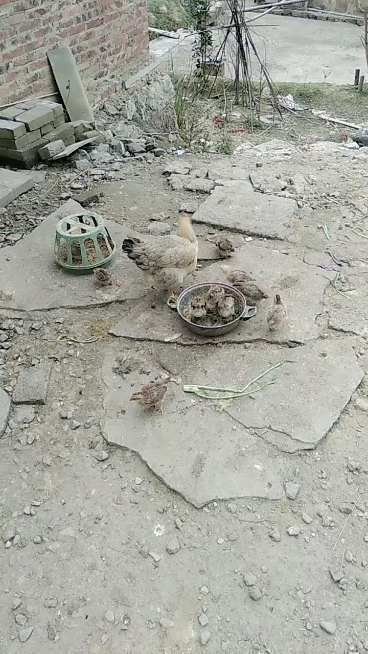 母鸡带小鸡,温馨的一幕