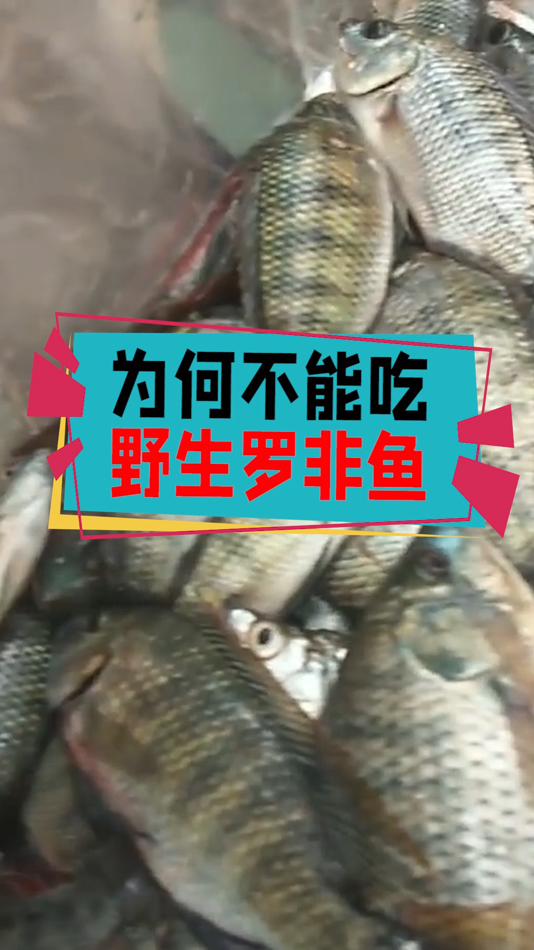#奇闻趣事抢先看#为何不能吃野生罗非鱼?看完忍不住想吐!