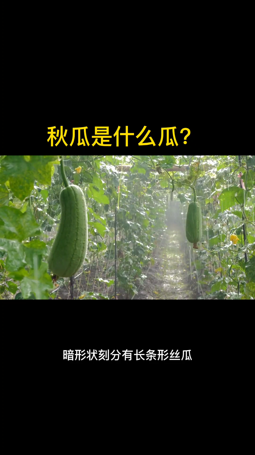 秋瓜是什么瓜? 