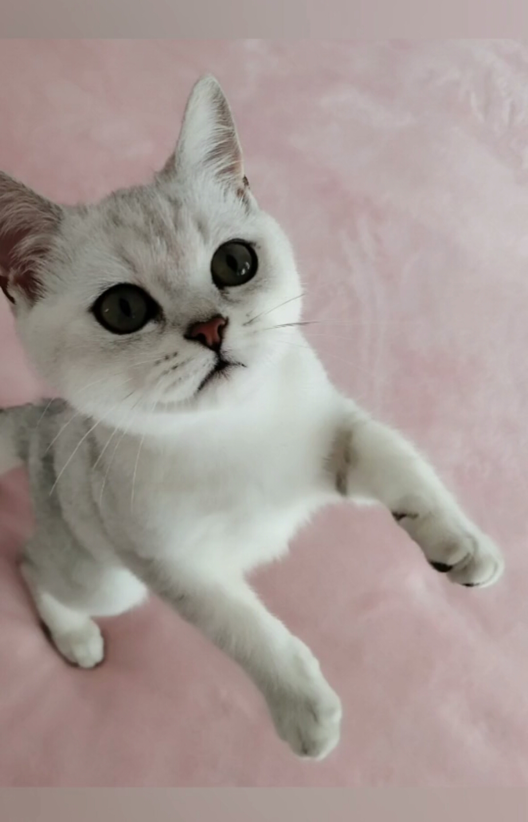 猫咪的各种表情包