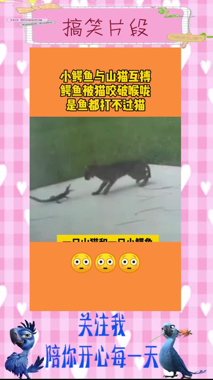 小鳄鱼与山猫互博,鳄鱼背猫咬破喉咙,是鱼都打不过猫?,搞笑段子