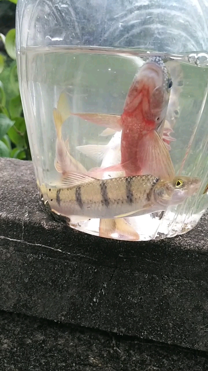 石斑鱼有红肚和白肚的哪位友友知道公鱼和母鱼?