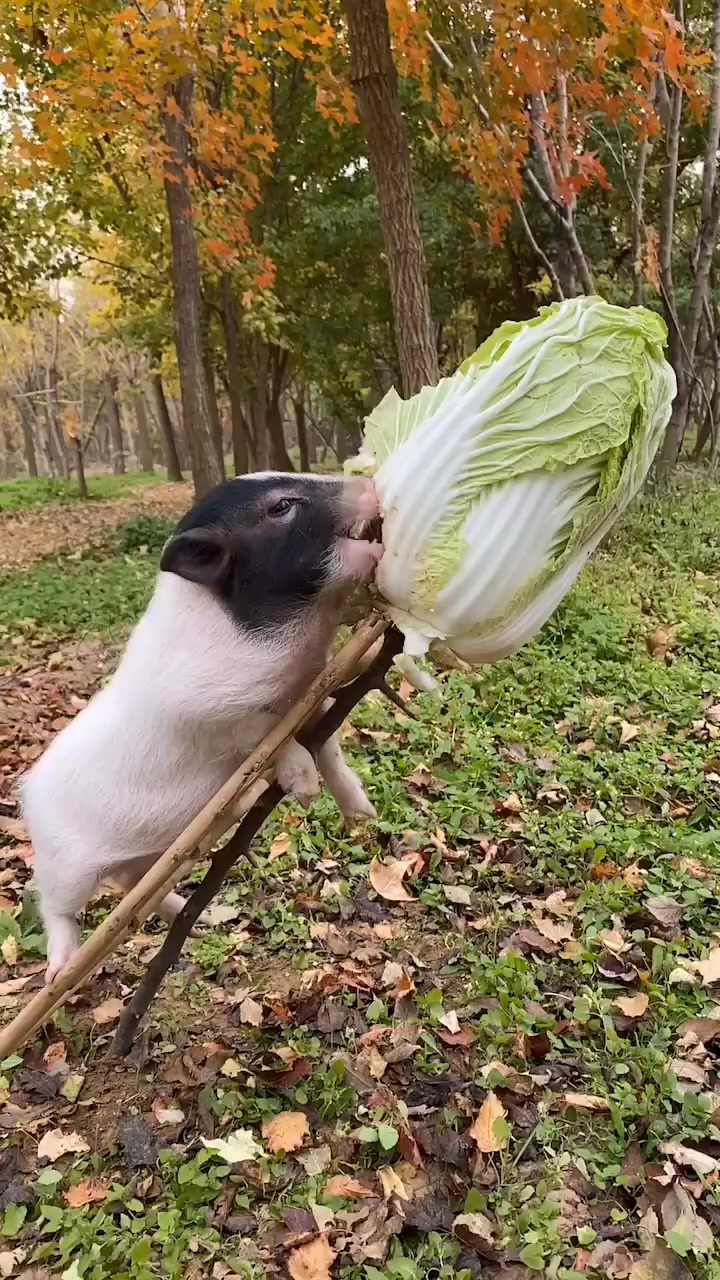 快来看啊,好白菜被猪给啃了