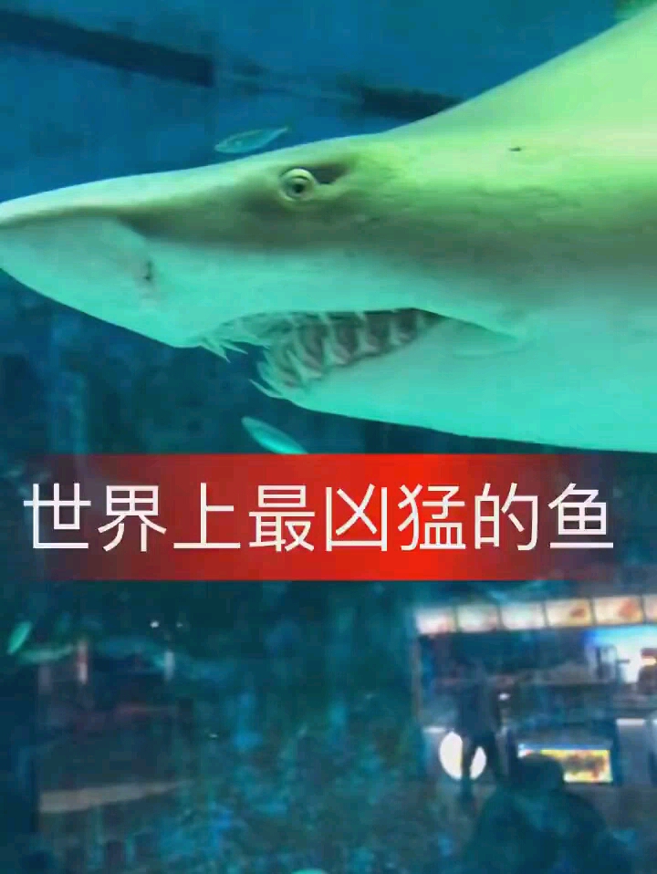 大鲨鱼