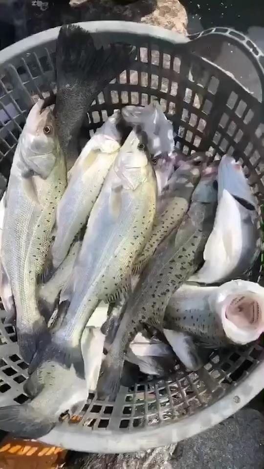野生海鲈鱼,蒸煮都很营养