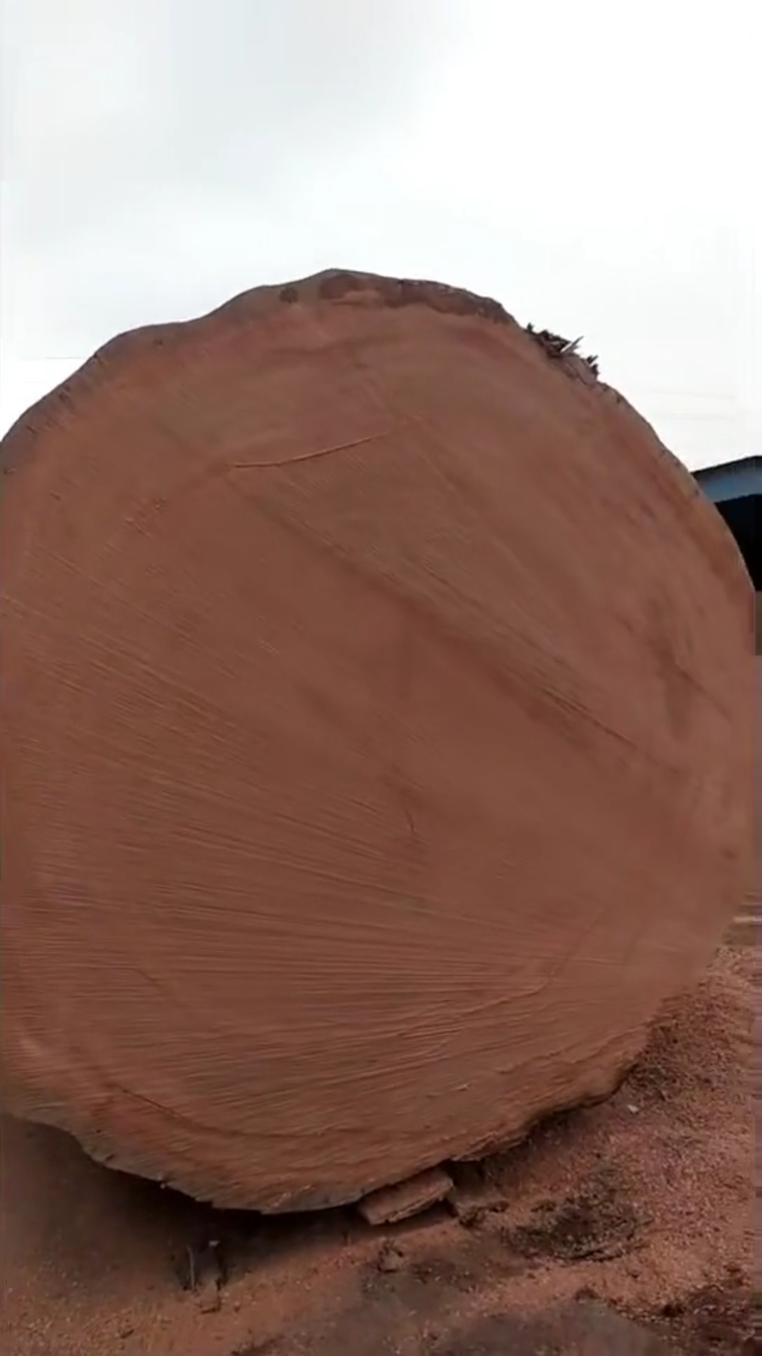 特大口径千年巴花,巴花学名巴西花梨。被誉为帝王之木。