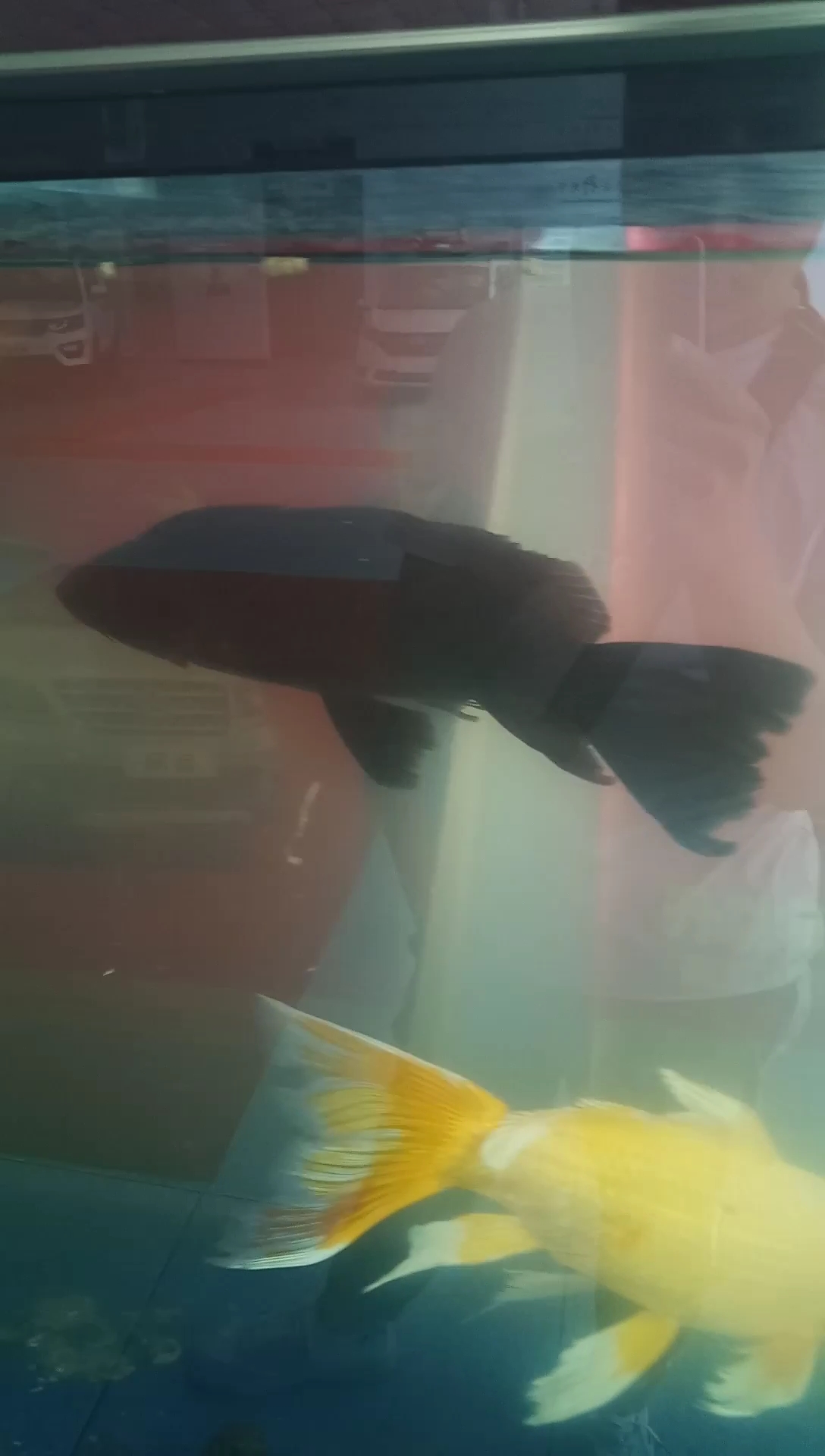 大鱼海棠