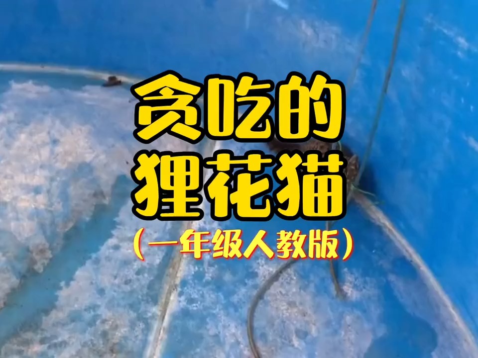 #动物世界#狸花猫是不是所有猫咪都喜欢吃鱼呢???#动物故事